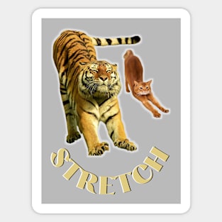 Stretch exercise by a tiger and a cat - gold text Sticker